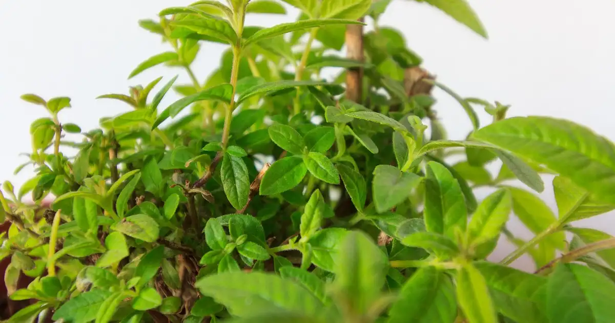 Massif de verveine intégrée dans un jardin en permaculture avec paillage et plantes compagnes