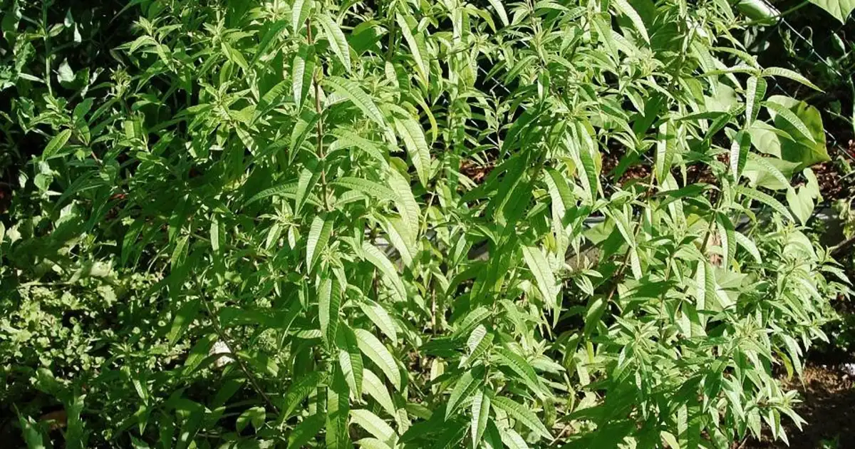 Verveine en pleine croissance au jardin, feuilles vertes prêtes à être récoltées pour tisanes et usages culinaires