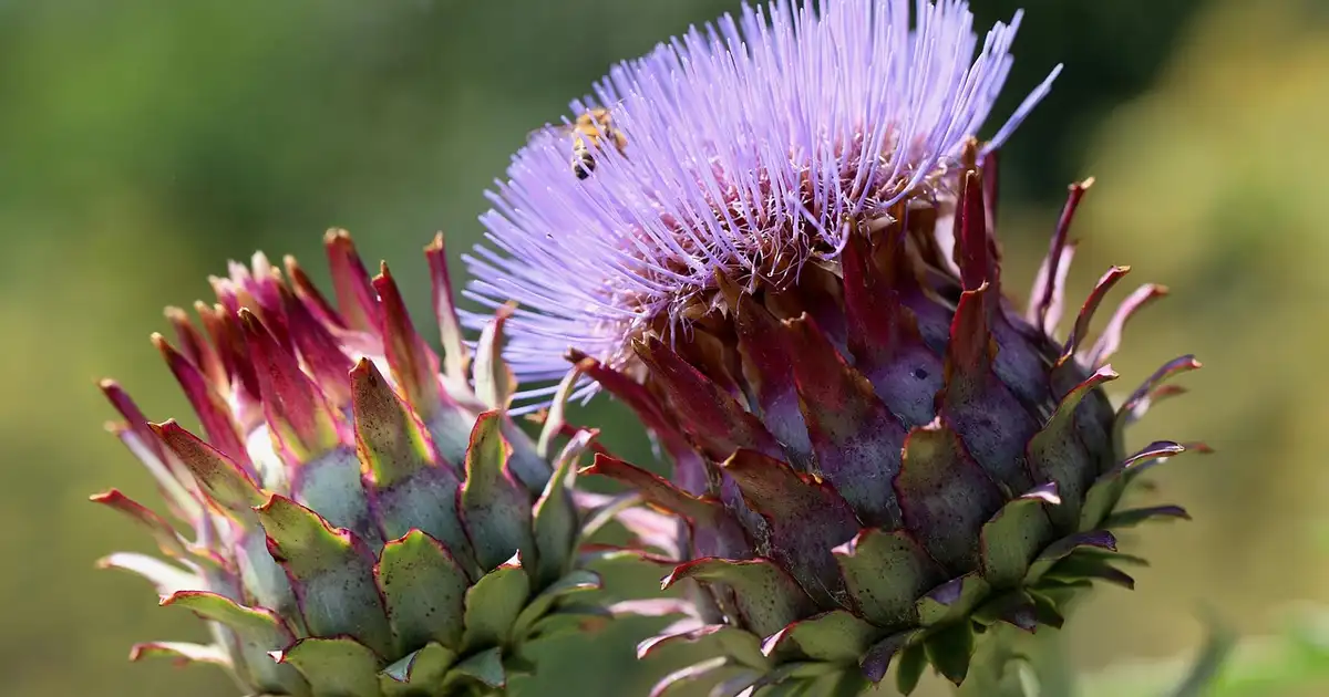 Massif de permaculture avec artichaut entouré de fleurs et légumes en culture douce