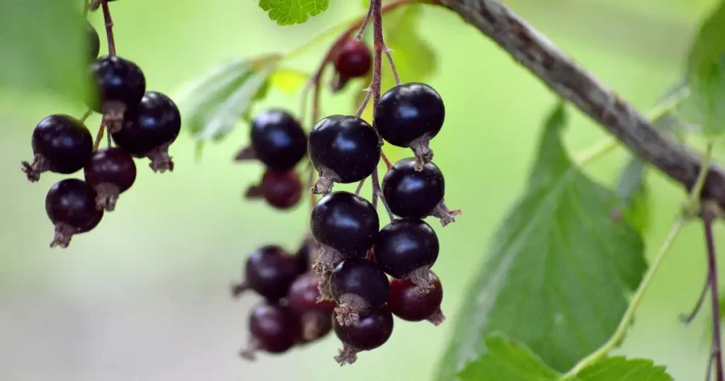 Cassissier en pot : réussir la culture sur balcon ou petite terrasse