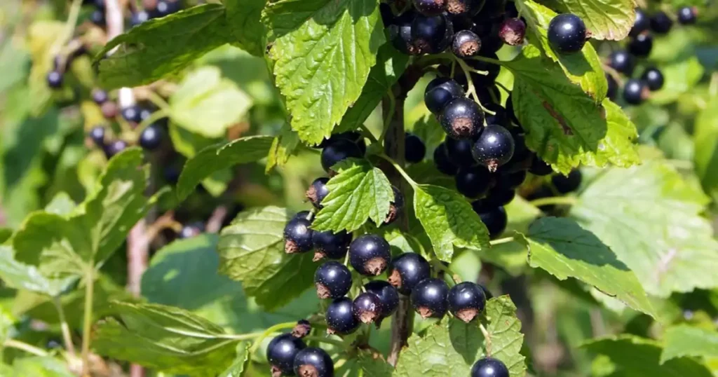 Cassissier et permaculture : intégrer le cassis dans une haie nourricière