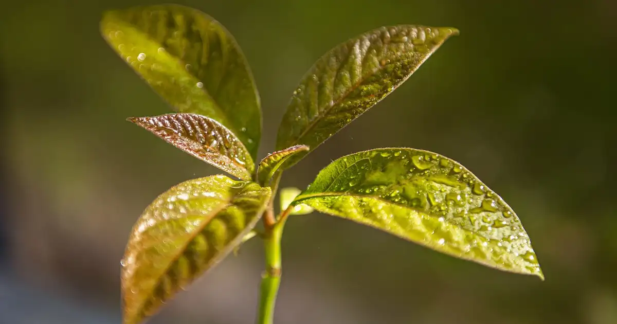 Faire pousser un avocatier à partir du noyau posé dans un verre d’eau avec racines visibles et jeune tige verte près d’une fenêtre lumineuse