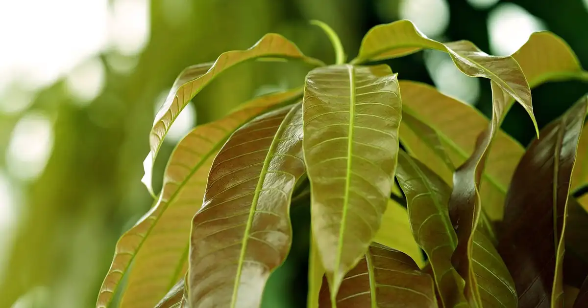 Faire pousser un manguier à partir du noyau en pot, jeune plant de mangue avec feuilles vertes près d’une fenêtre ensoleillée