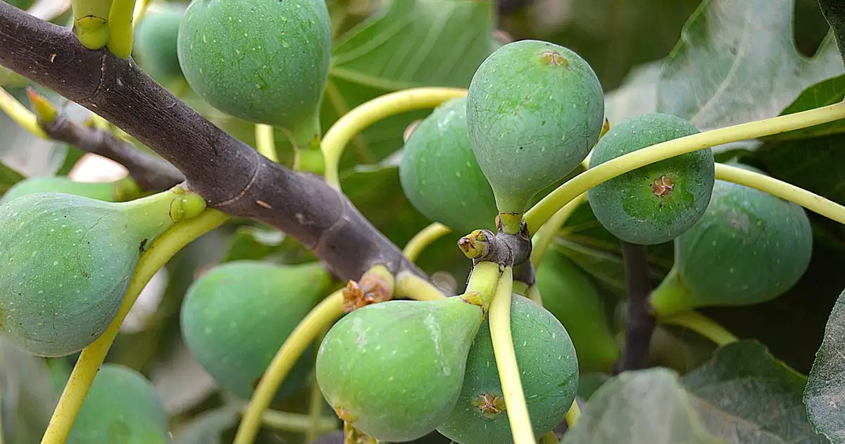 Figuier intégré dans un jardin en permaculture avec paillage et plantes compagnes