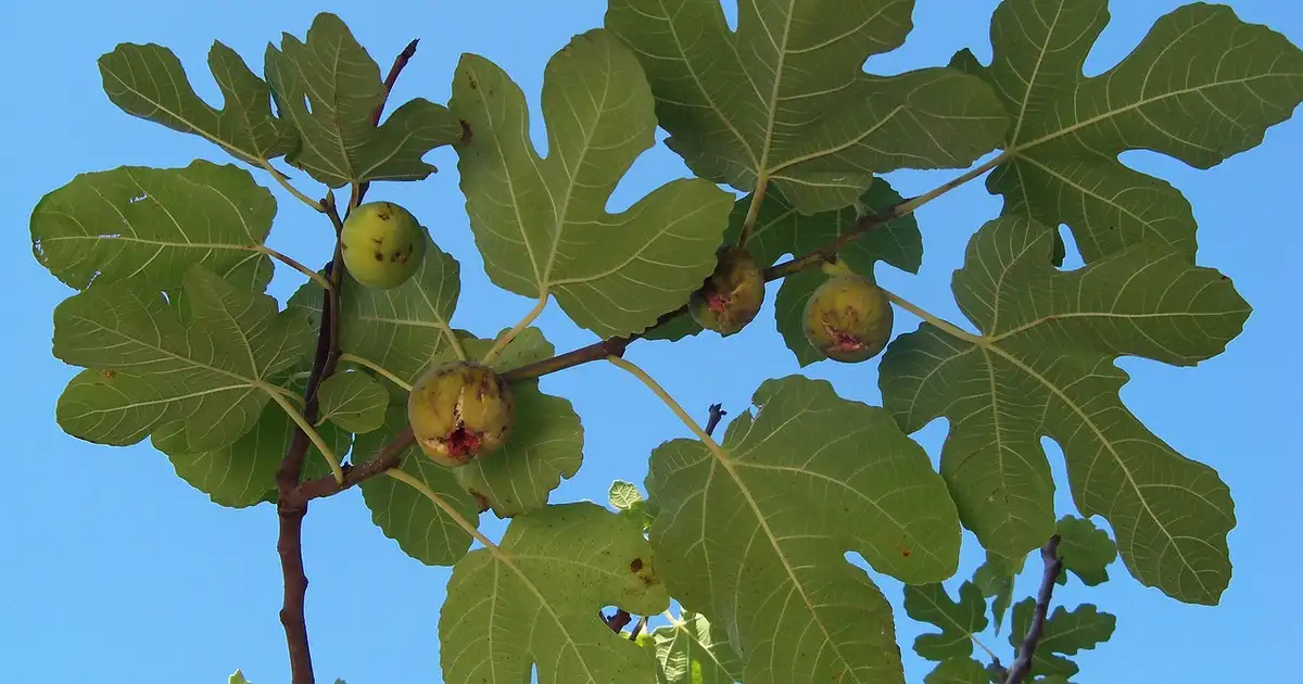 Figuier adulte bien développé au jardin, chargé de figues mûres prêtes à être récoltées