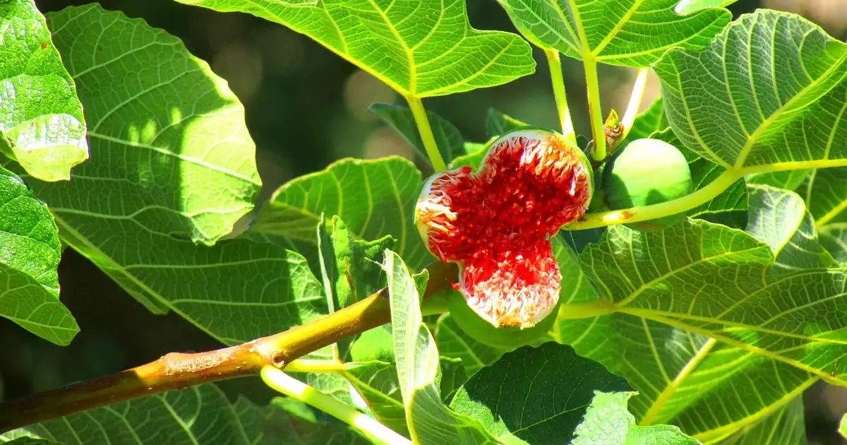 Feuilles de Figuier montrant des signes de maladie avec taches et traitement naturel en cours
