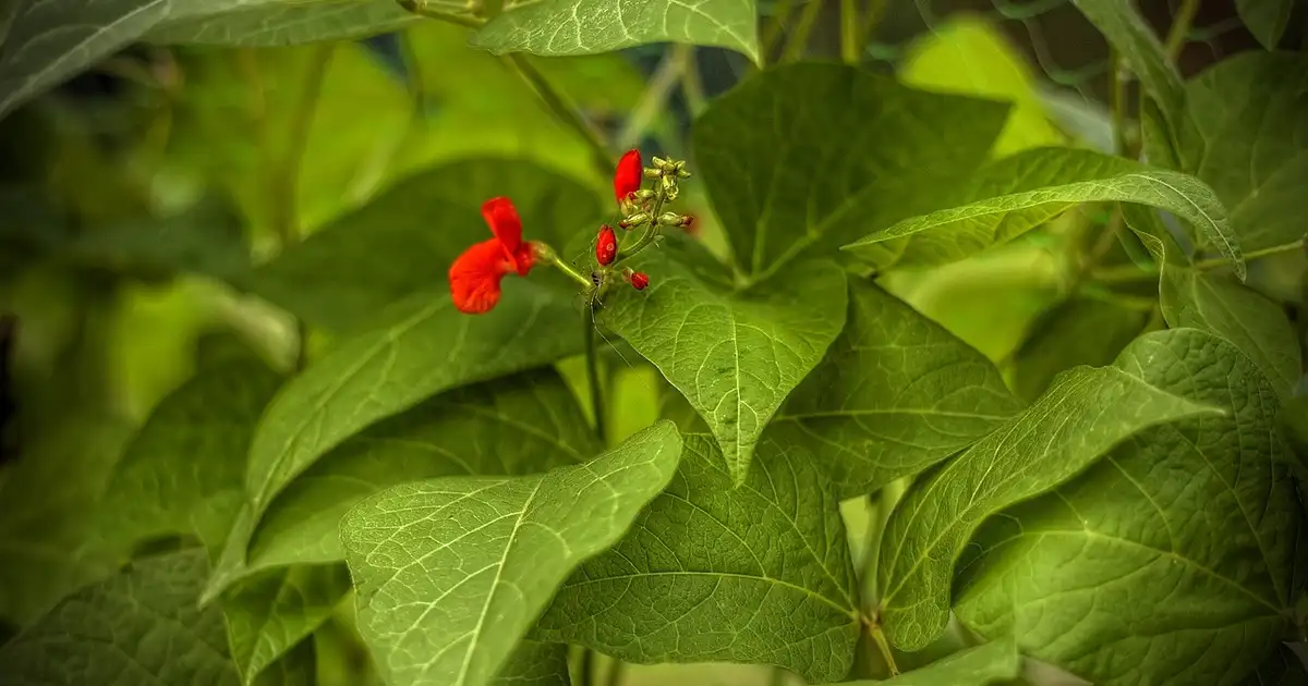 Gros plan sur des haricots rouges secs dans un bol en bois, mettant en valeur leurs bienfaits nutritionnels