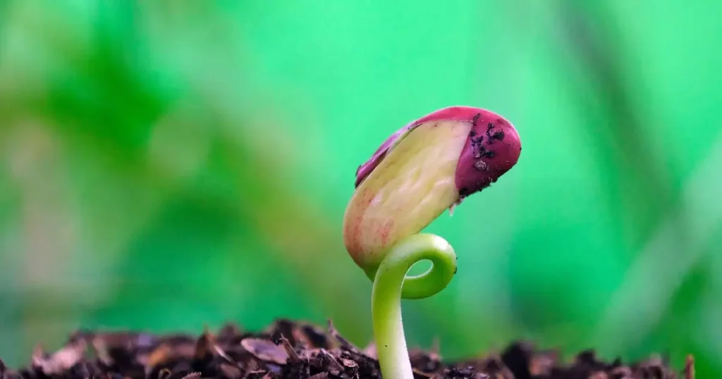 Haricots rouges : comment les cuire parfaitement sans inconfort