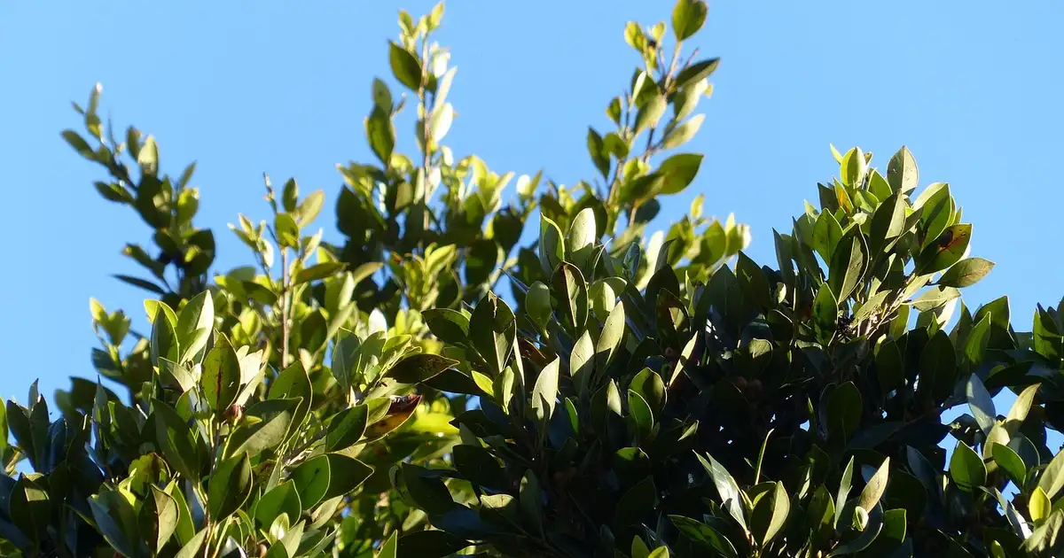 Laurier sauce en pot sur une terrasse ensoleillée avec feuillage dense et vert foncé