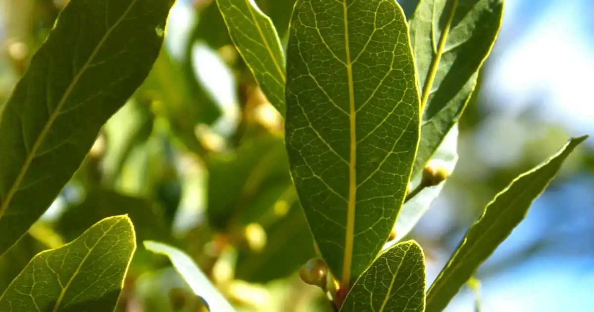 Laurier sauce bien développé dans un jardin, arbuste persistant aux feuilles aromatiques vert foncé prêtes à être récoltées
