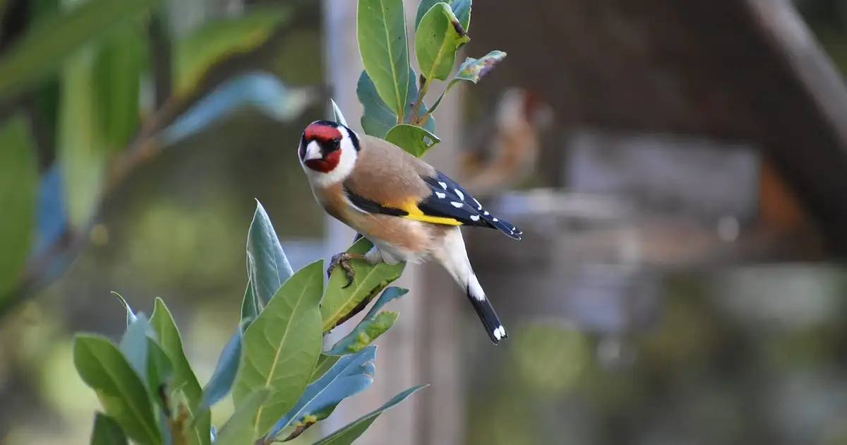 Feuilles de Laurier sauce présentant des taches et pucerons avec observation pour traitement naturel