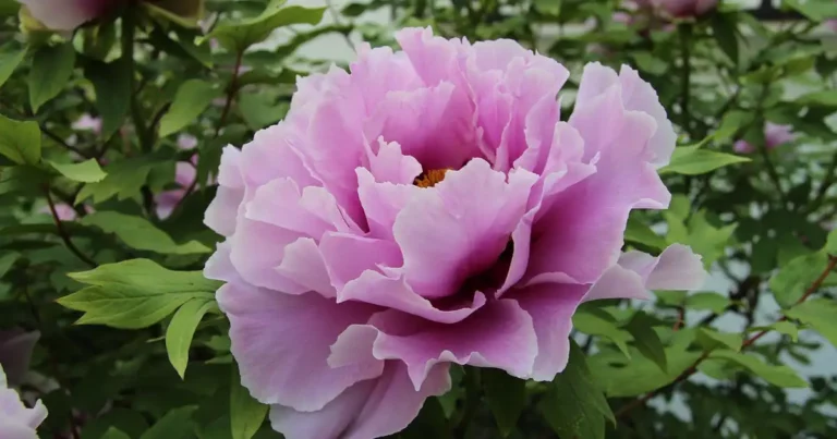 Pivoine en fleurs au jardin, belle floraison obtenue grâce à une bonne plantation des pivoines en automne