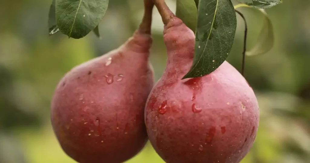 Poire en permaculture : intégrer le poirier dans une haie nourricière
