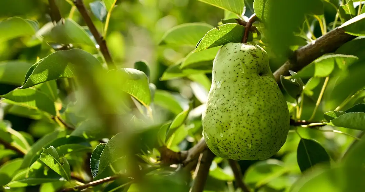 Poire mûre sur un poirier au verger, montrant un fruit de poire sain prêt à être récolté