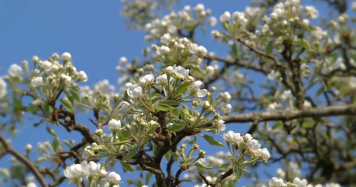 Feuille de poirier présentant des taches de tavelure sur fond de poires encore saines sur l'arbre