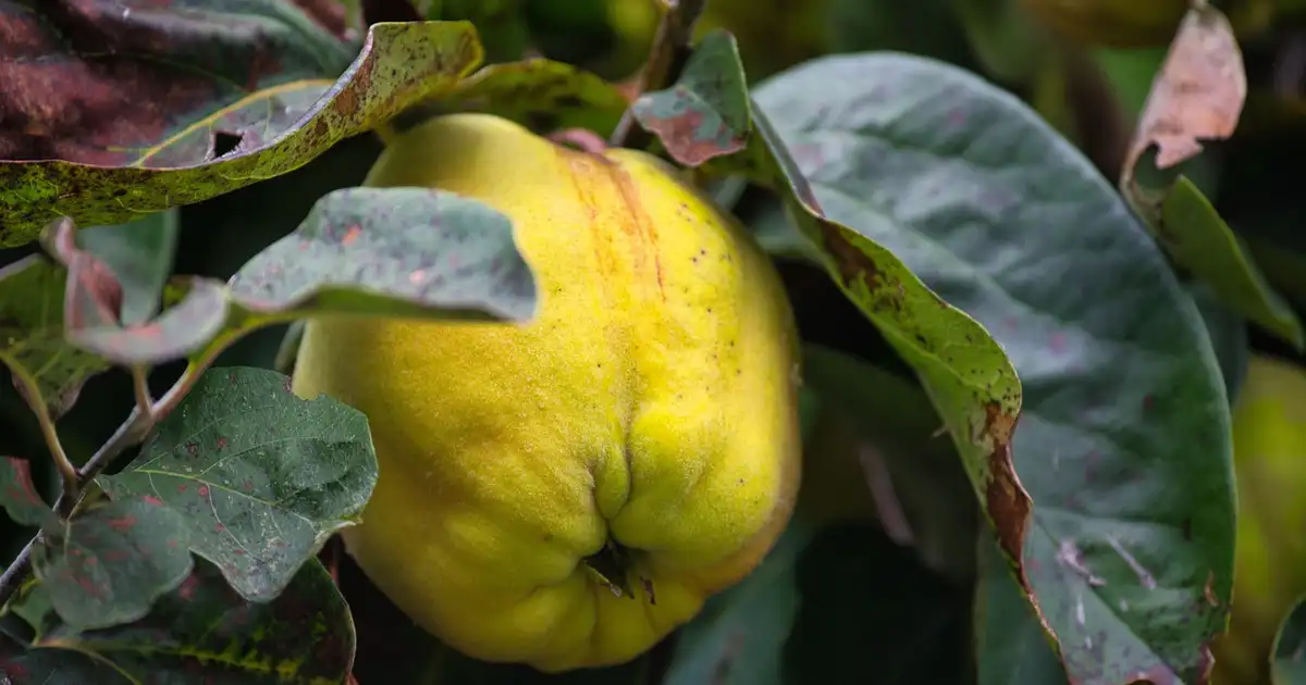 Cognassier en pleine floraison dans un jardin, avec jeunes fruits de coings en formation sur les branches
