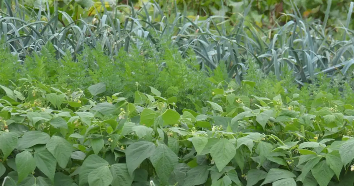 Vue d’ensemble d’un jardin familial montrant comment créer un potager pas à pas avec planches de culture, paillage et légumes variés