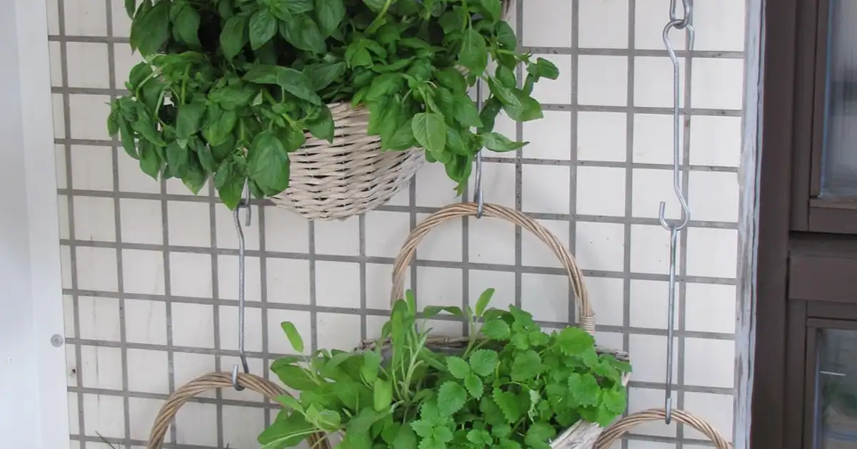 La culture verticale au potager avec treillis, tuteurs et plantes grimpantes pour optimiser l’espace et augmenter les récoltes sur petite surface