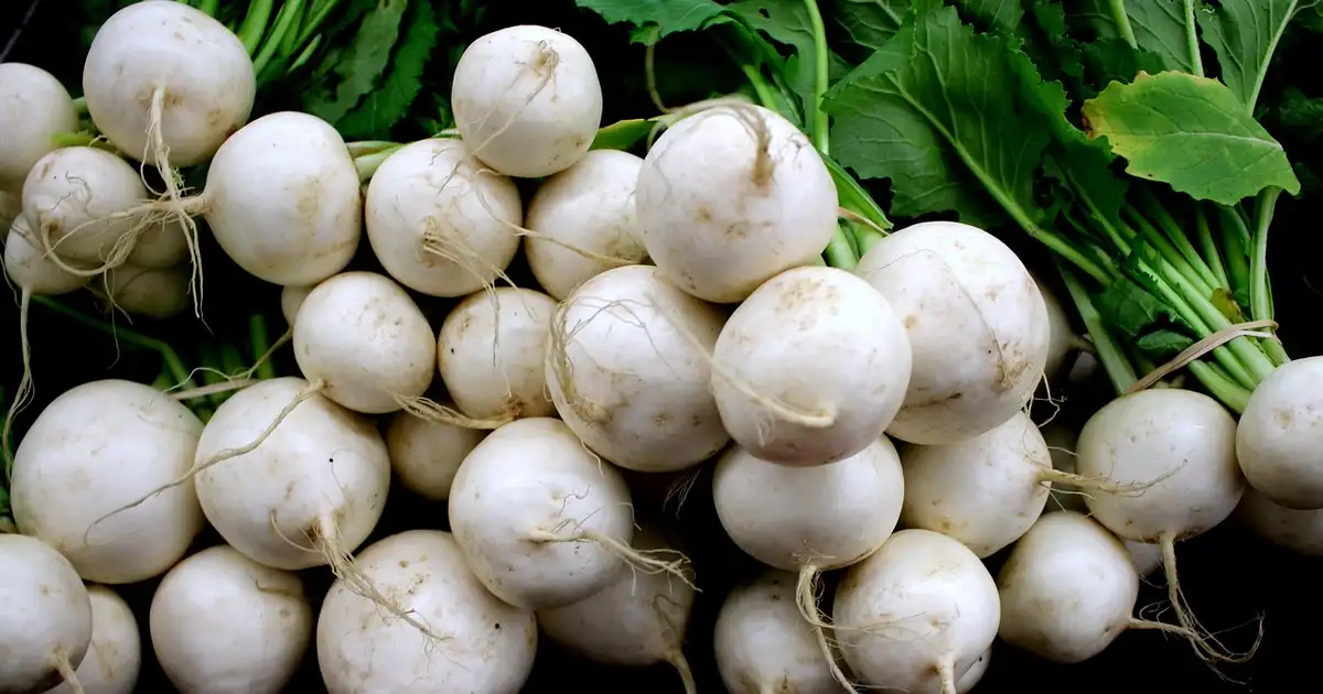 Les légumes-racines oubliés disposés sur une table en bois, montrant différentes formes et couleurs de racines anciennes fraîchement récoltées