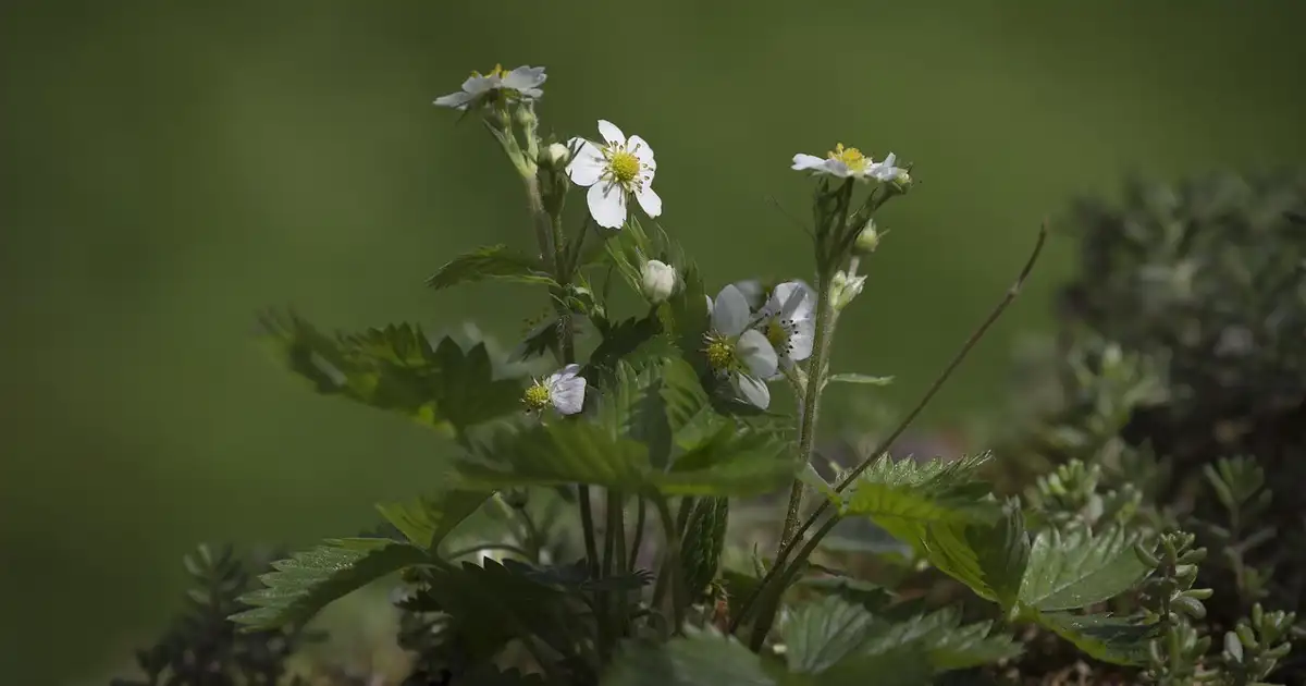 Massif de fougères, hostas et lamiers illustrant les plantes qui supportent l’ombre toute la journée dans un jardin naturel