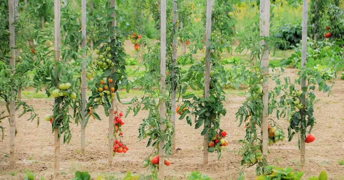 Potager familial appliquant les principes du jardinage biologique avec paillage, associations de cultures et biodiversité visible