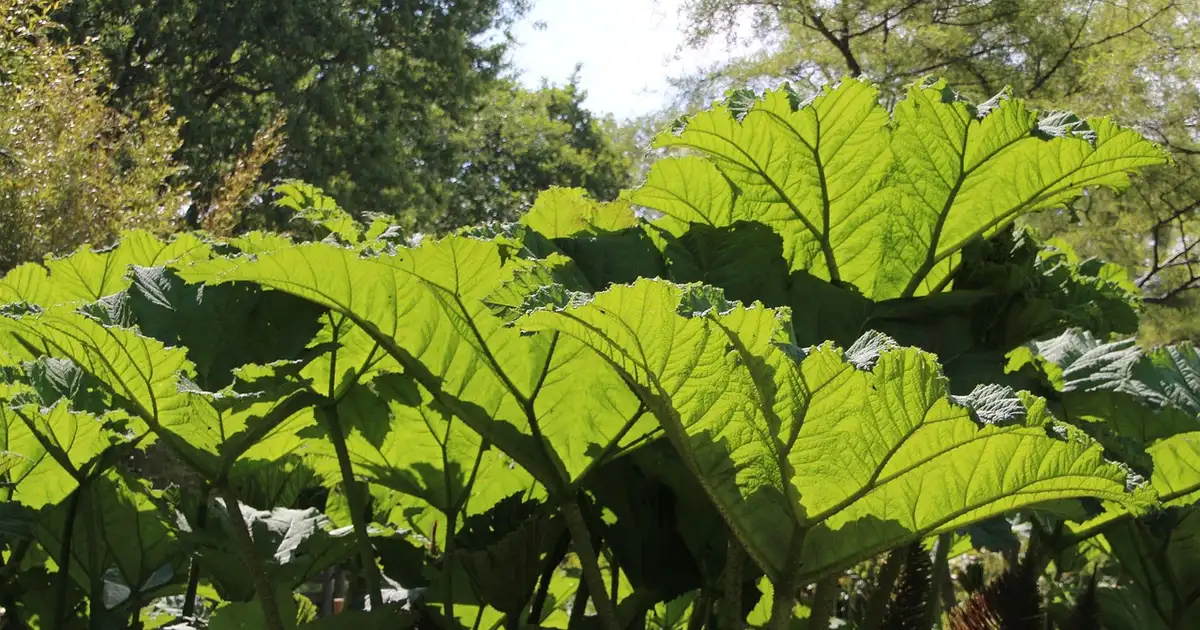 Préparation de purin de feuilles de rhubarbe dans un seau au jardin, avec feuilles fraîches de rhubarbe prêtes à être utilisées comme traitement naturel