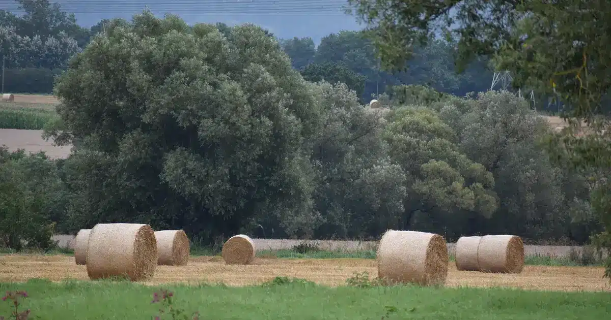 Potager paillé avec différents matériaux naturels illustrant quand pailler le potager selon les saisons et les besoins des cultures
