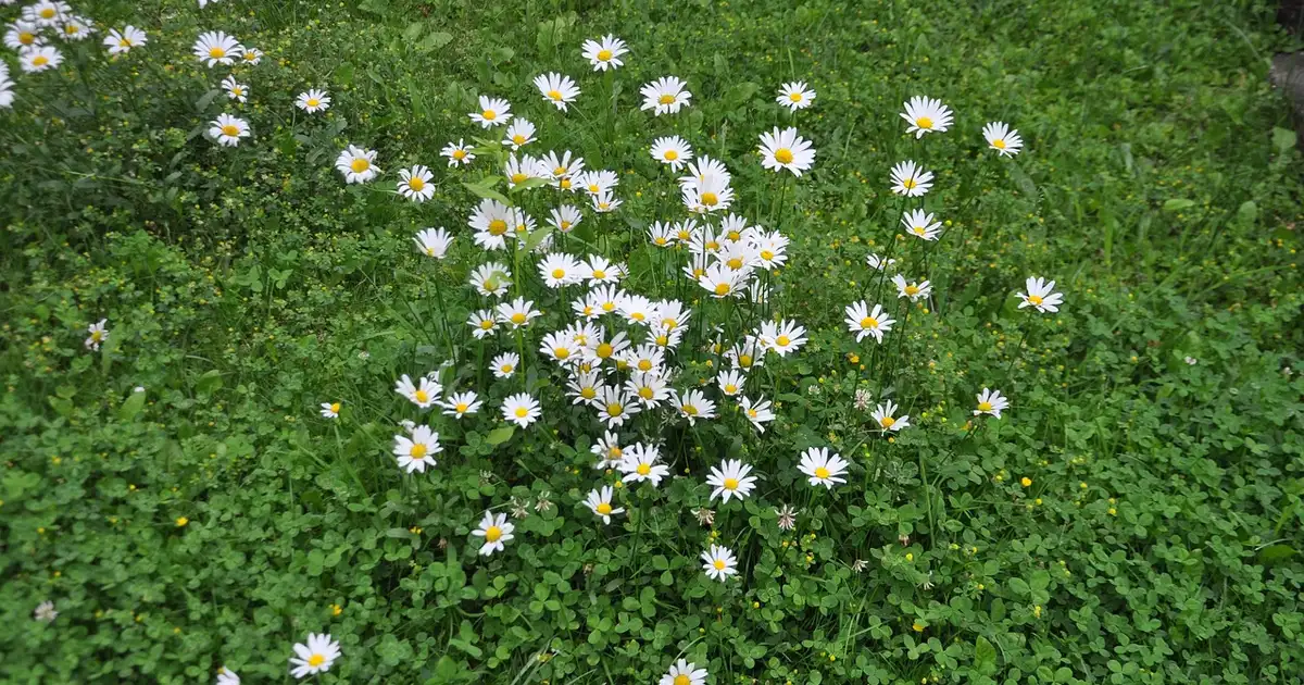 Massif de jardin montrant que faut-il planter dans une terre calcaire avec lavandes, romarins, rosiers et arbustes adaptés au sol calcaire