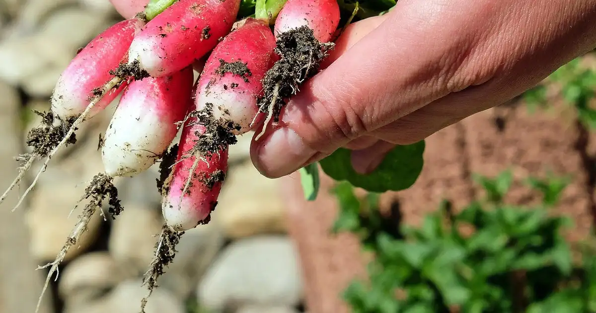 Que faut-il planter en juillet au potager et au jardin d’ornement, avec exemples de légumes, fleurs, aromatiques et engrais verts adaptés
