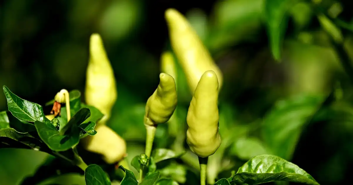 Potager d’été luxuriant montrant que faut-il planter en juin avec légumes, fleurs et aromatiques sous un soleil doux