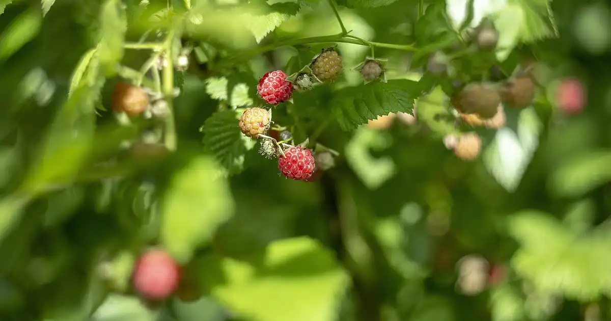 Que faut-il tailler en juillet dans un jardin familial, arbustes, rosiers, fruitiers et haies en pleine végétation estivale