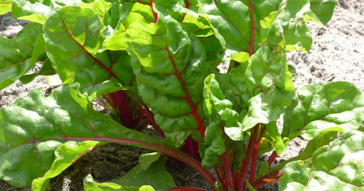 Que faut-il tailler en juin dans le jardin, avec un jardinier qui taille rosiers, haies et arbustes en fleurs en respectant la période de nidification