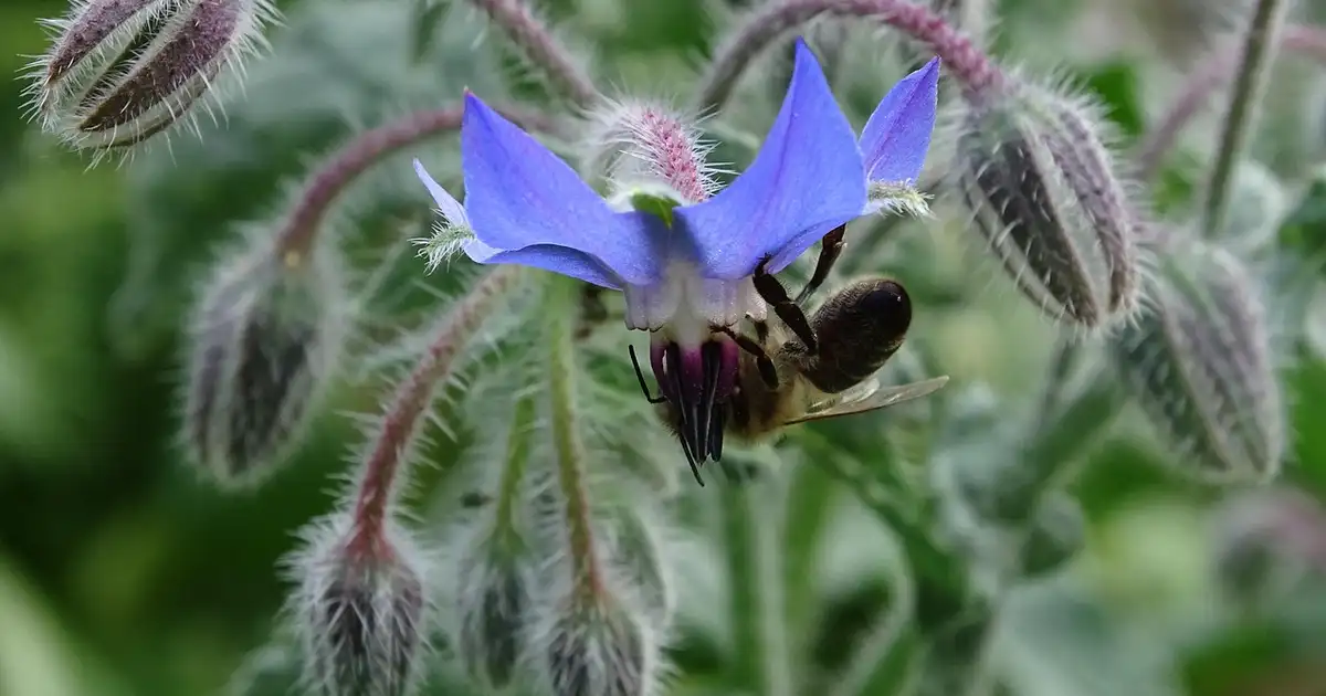 Massif fleuri illustrant le top 5 des plantes mellifères avec abeilles et pollinisateurs dans un jardin naturel