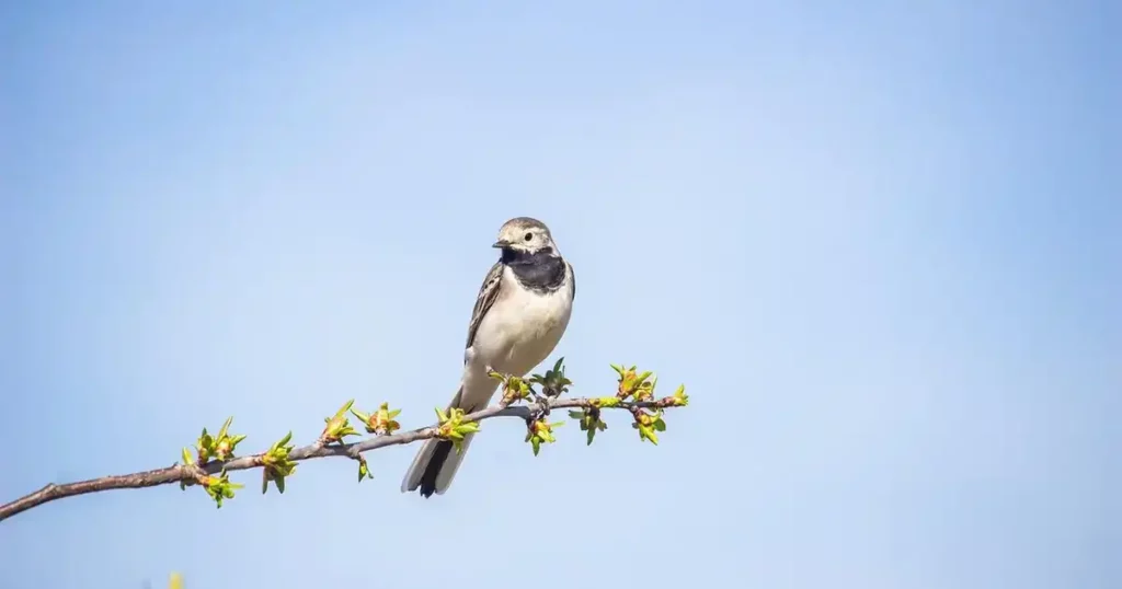 Oiseau posé sur une branche sous un ciel d'été, illustrant les gestes pour aider les animaux du jardin pendant la canicule