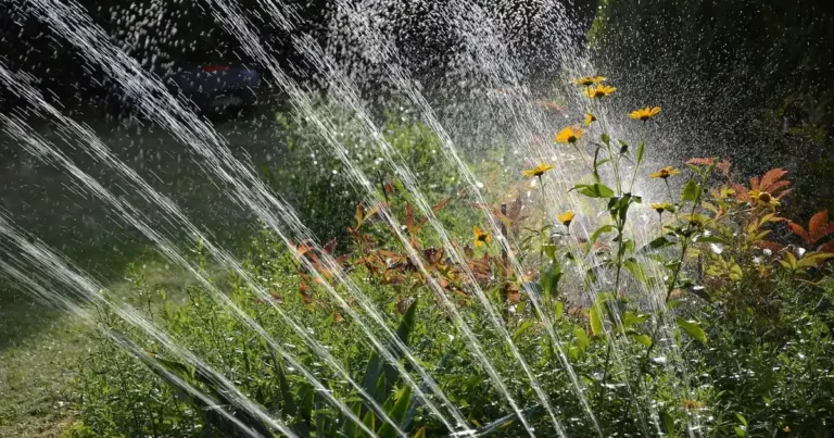 Arroser son potager en pleine canicule : arrosage du jardin en été pour garder les cultures en vie