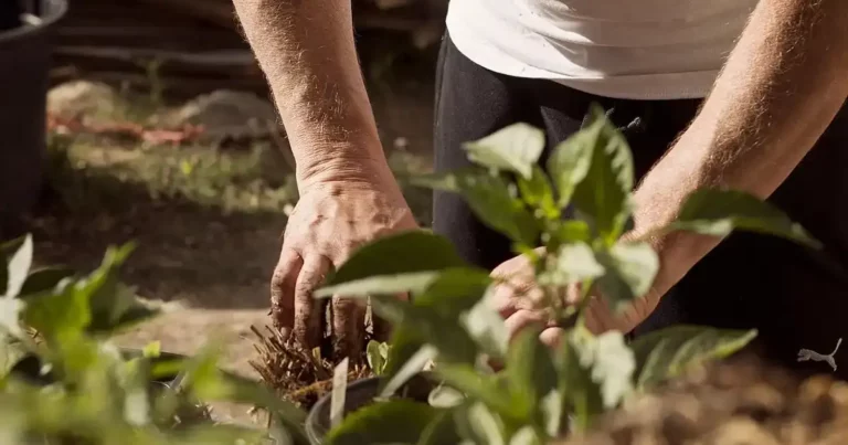 Bouturage d'été au jardin : jeunes boutures en pots prêtes à s'enraciner, méthode facile pour multiplier ses plantes