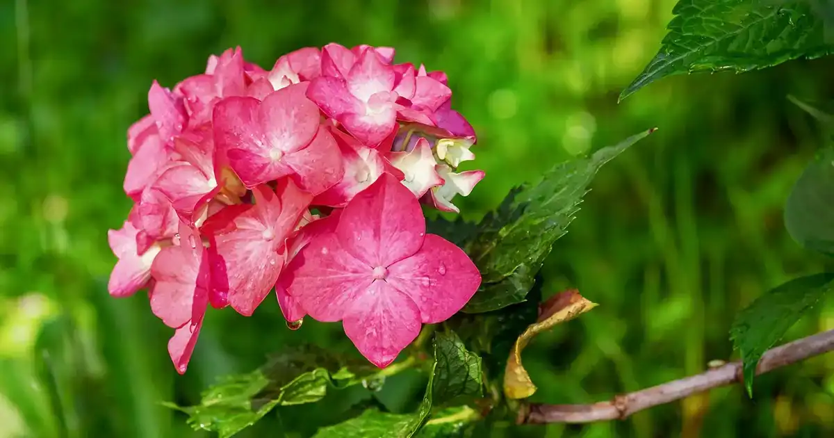 Bouturer l'hortensia : tige d'hortensia aux fleurs roses et feuilles vertes au jardin, rameau idéal pour prélever une bouture saine