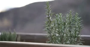 Pied de romarin dans une jardinière en bois, exemple d'herbes aromatiques du jardin à récolter et à conserver pour l'hiver