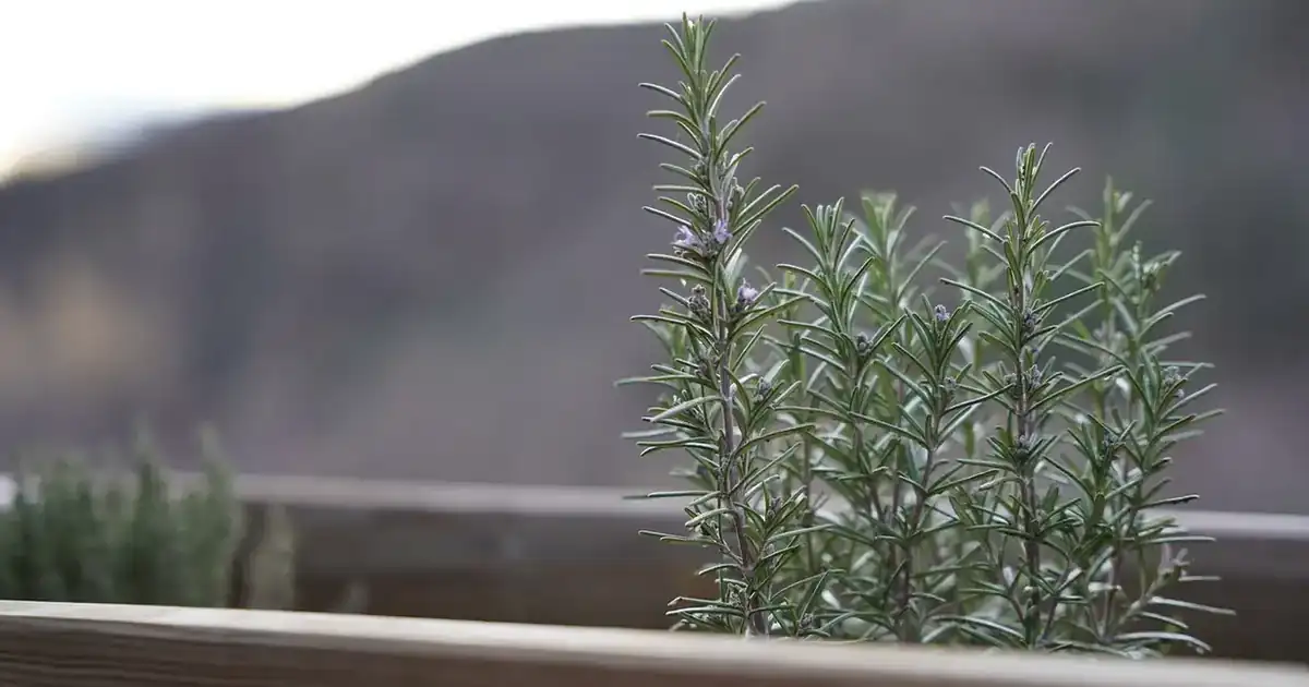 Pied de romarin dans une jardinière en bois, exemple d'herbes aromatiques du jardin à récolter et à conserver pour l'hiver
