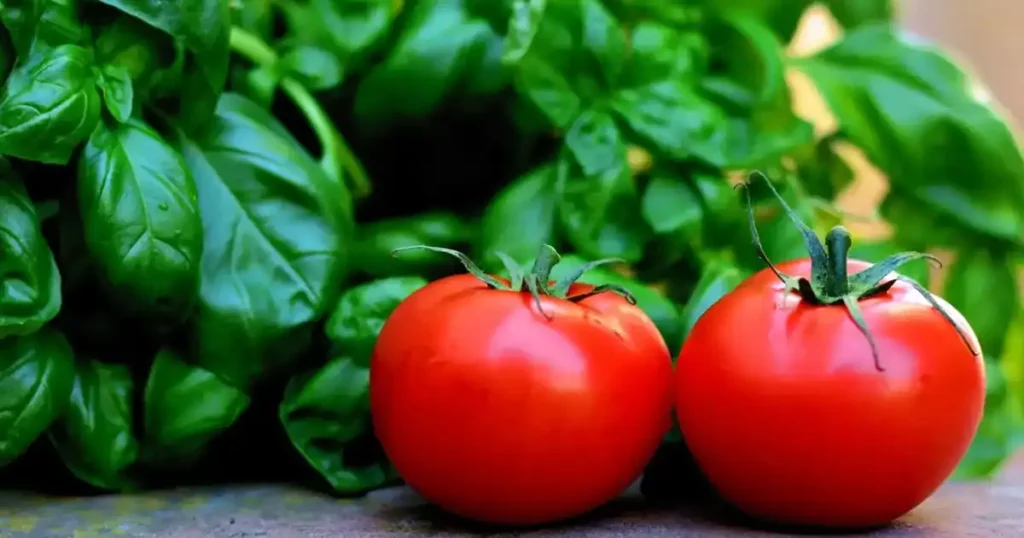 Deux tomates rouges bien mûres et du basilic frais du potager, prêts à cuisiner pour conserver les tomates maison.