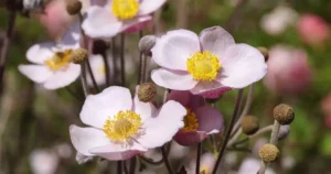 Diviser les vivaces au jardin : massif d'anémones du Japon roses et blanches, exemple de fleurs vivaces à multiplier par division