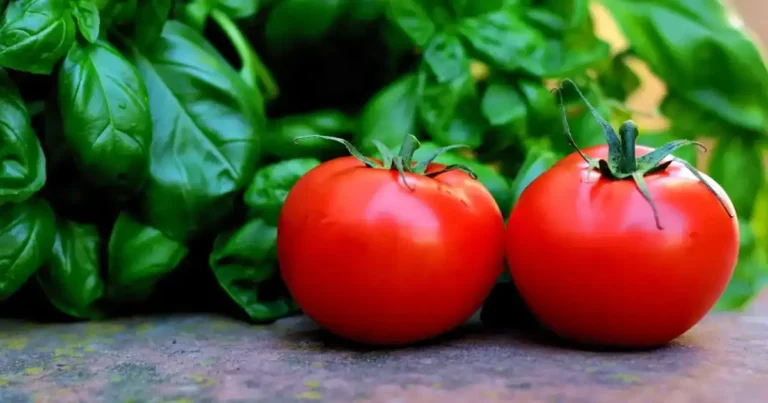 Tomates rouges bien mûres près de basilic au potager, illustrant comment faire mûrir les tomates sur le pied en été