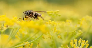 Guêpe posée sur des fleurs jaunes au jardin en été, apprendre à reconnaître guêpes et frelons et à cohabiter