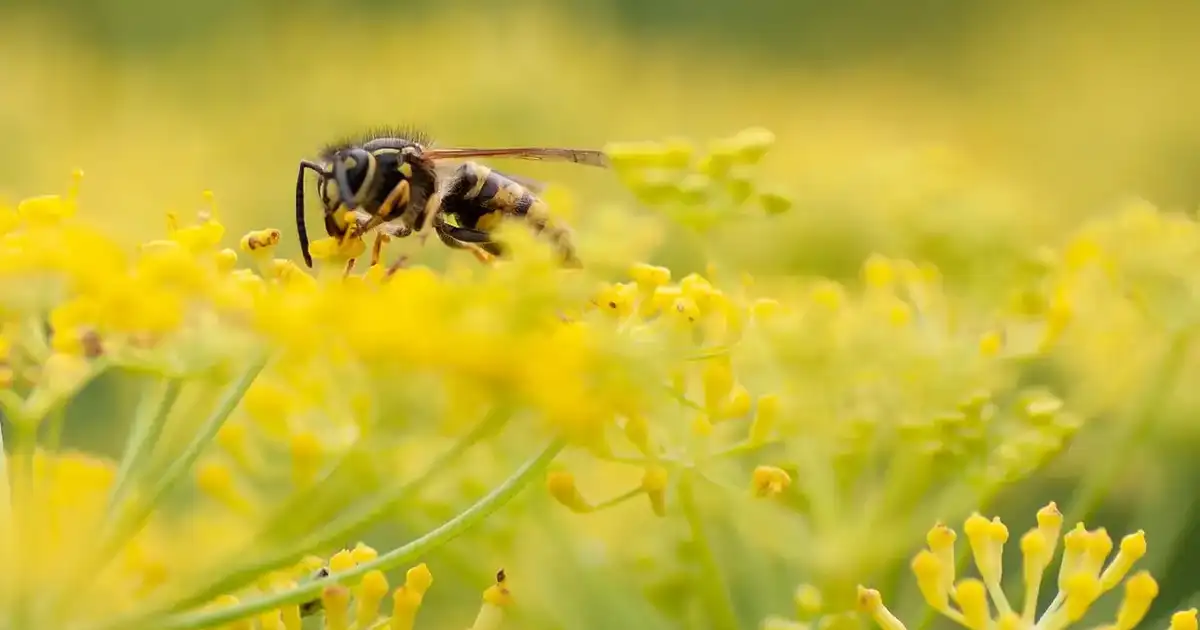 Guêpe posée sur des fleurs jaunes au jardin en été, apprendre à reconnaître guêpes et frelons et à cohabiter