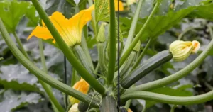Feuilles de plant de courgette au potager en été, surveillance de l'oïdium et du feutre blanc sur le feuillage