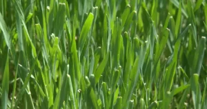 Pelouse au soleil en été, une pelouse jaunie par la sécheresse peut reverdir à l'automne