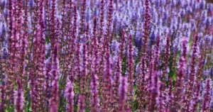 Massif de fleurs violettes en plein soleil, exemple de plantes résistantes à la sécheresse pour un jardin sec et fleuri