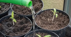Que faire au jardin en août : arrosage de jeunes plants au potager sous le soleil d'été, entre semis et récoltes