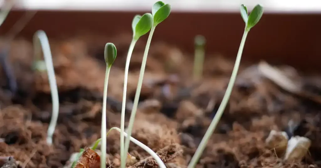Que semer en août : jeunes plants de salades et de légumes qui lèvent en pleine terre au potager