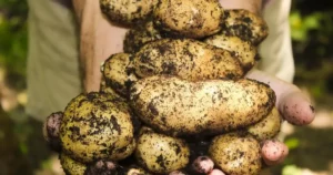 Récolter les pommes de terre au potager : poignée de tubercules fraîchement arrachés de la terre en fin d'été.